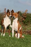 BASENJI 087